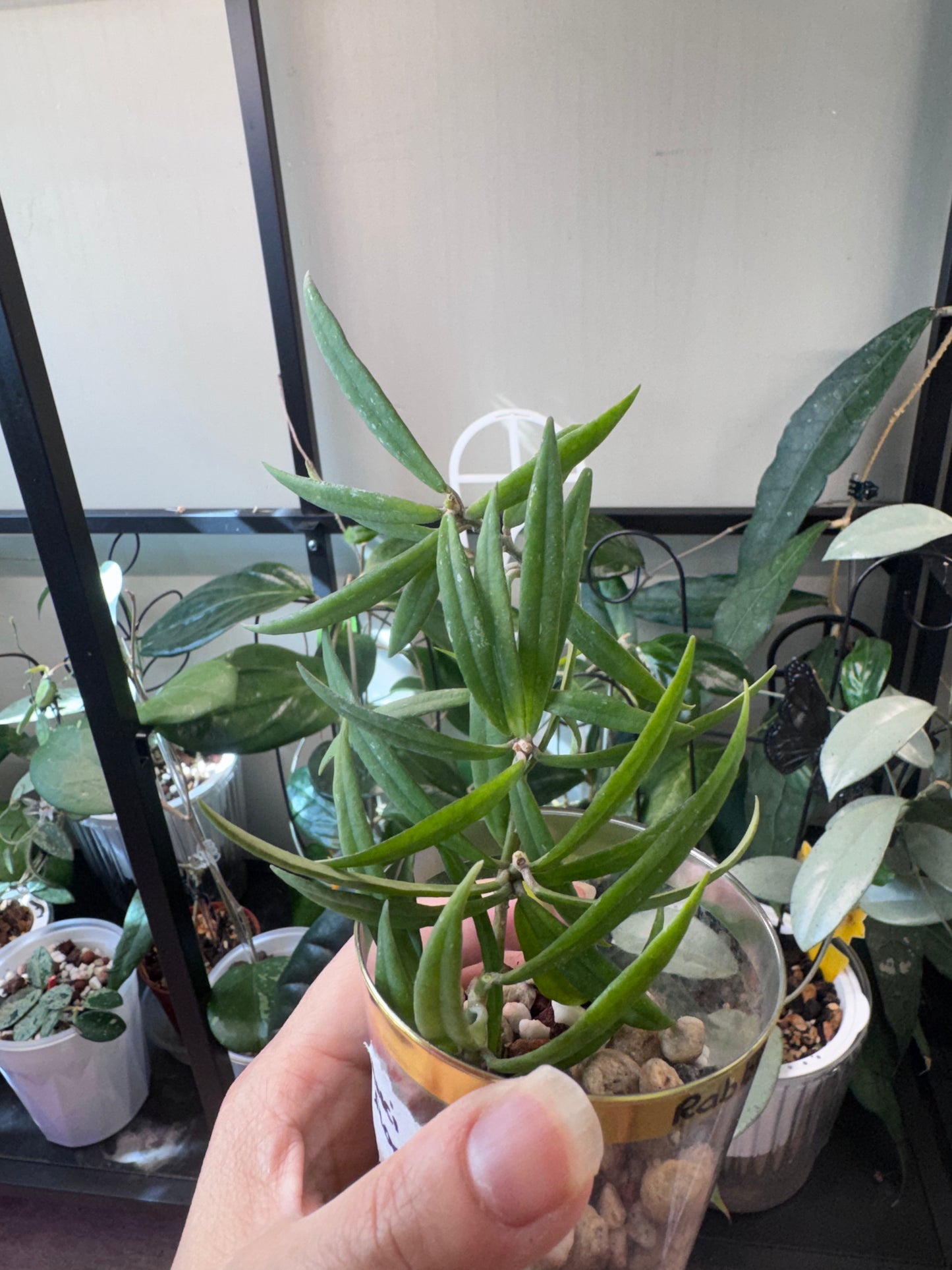 Hoya Pauciflora