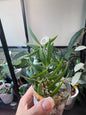 Hoya Pauciflora
