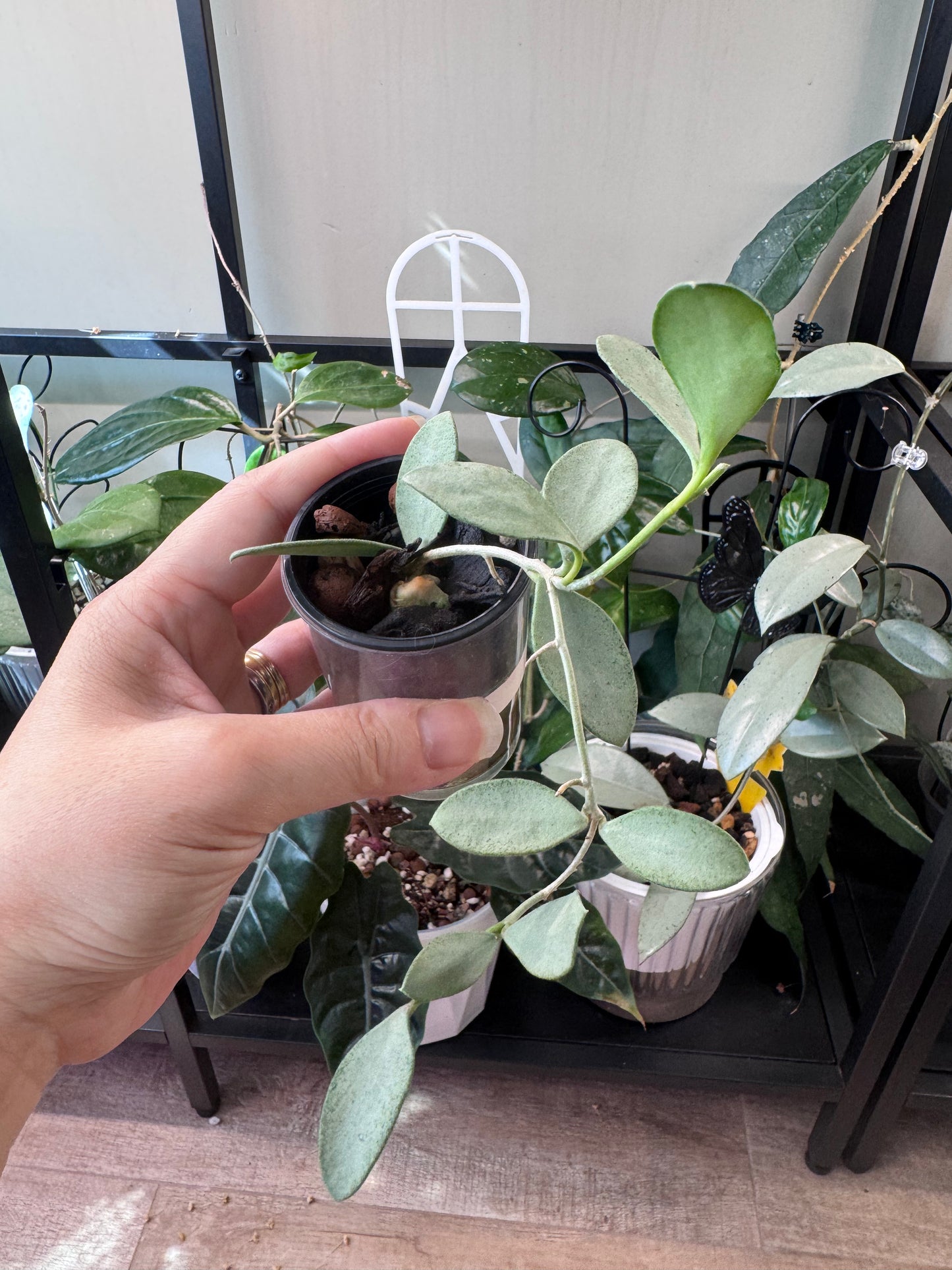 Hoya nummularioides silver