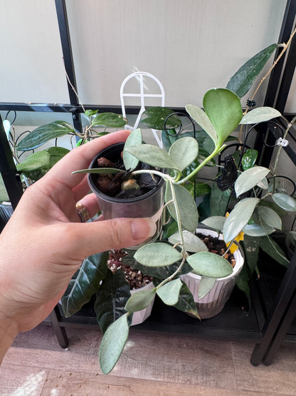 Hoya nummularioides silver
