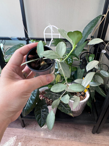 Hoya nummularioides silver