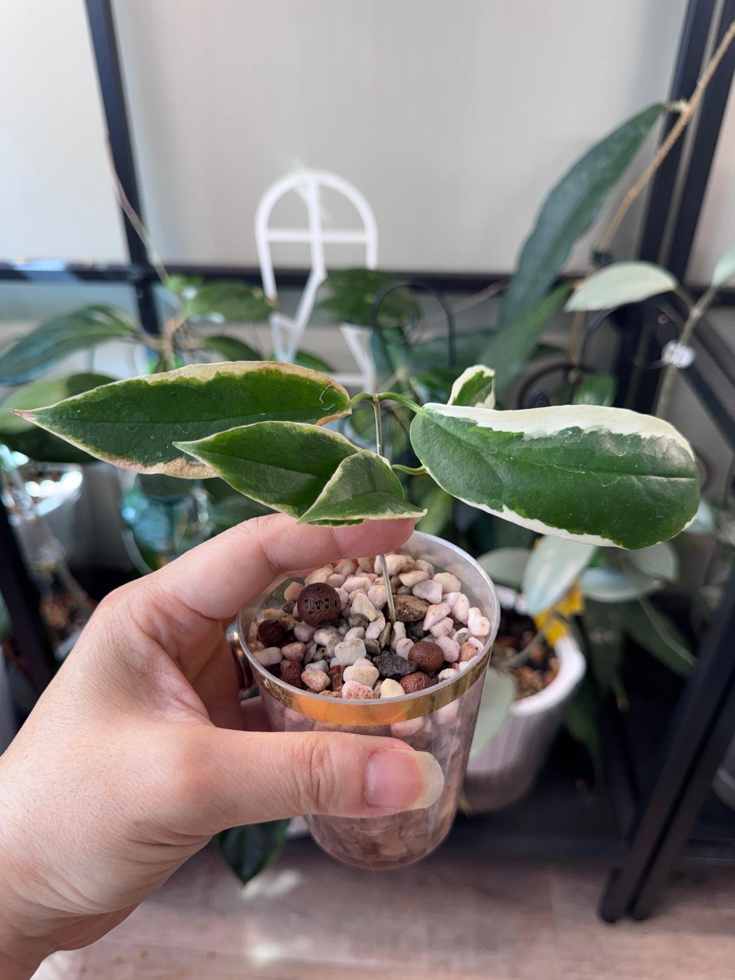 Hoya kenijiana albo