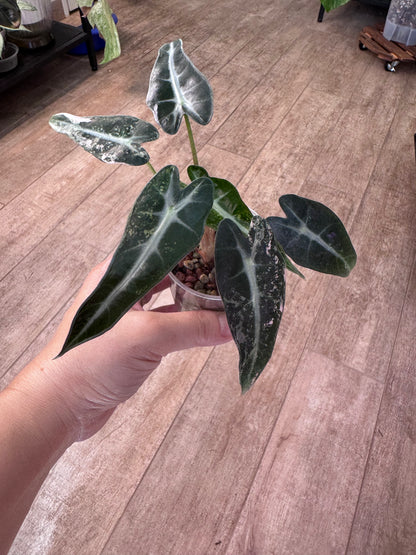 Alocasia bambino variegated