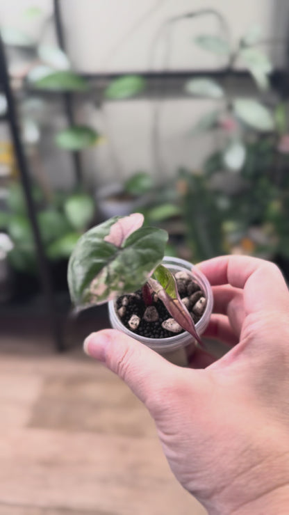 Alocasia variegated plumbea