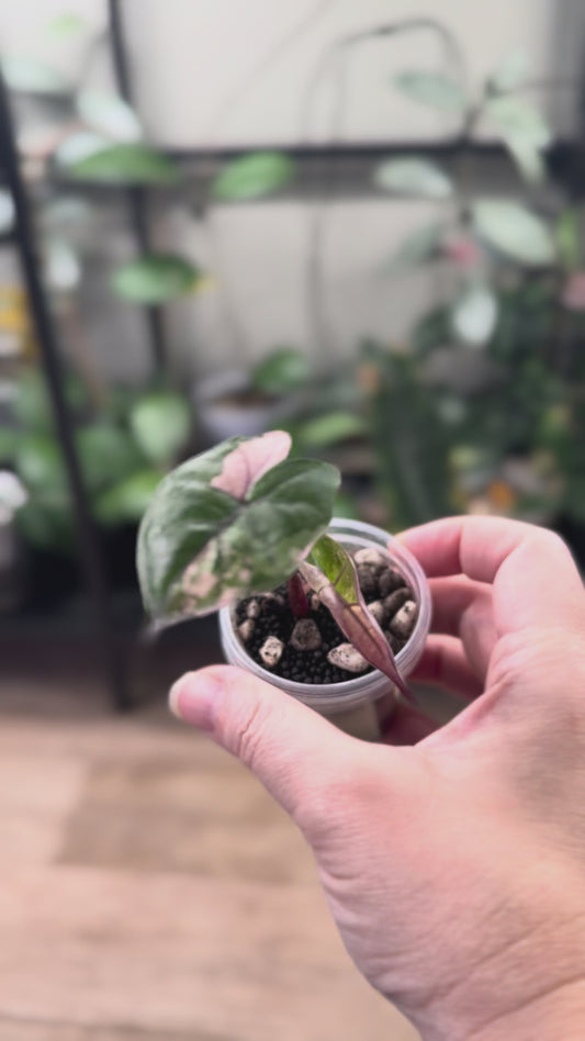 Alocasia variegated plumbea