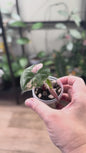 Alocasia variegated plumbea